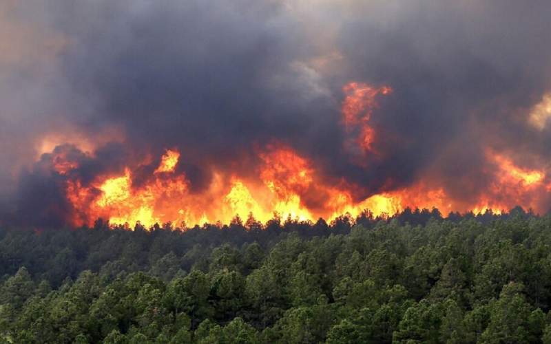 عوارض جانبی آتش سوزی‌ جنگل ها