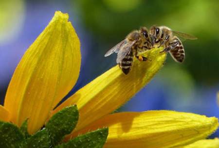 بحران آب‌وهوایی، پرواز زنبور‌ها را مختل می‌کند