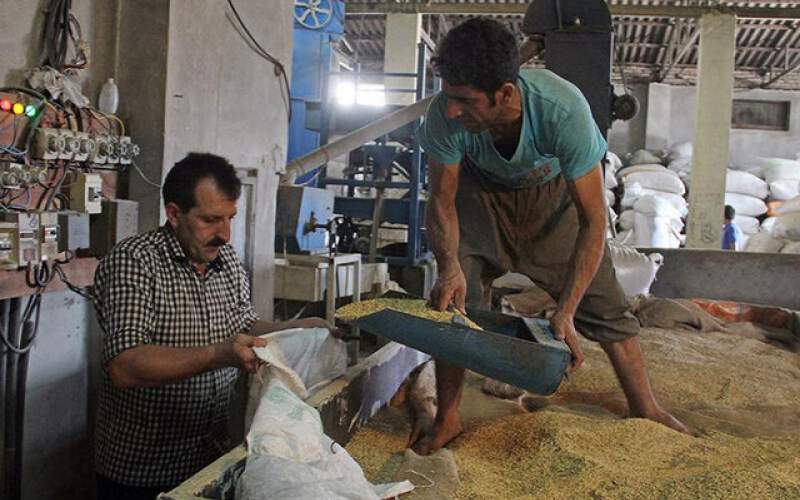 سود فروش برنج گران در دستان دراز دلال