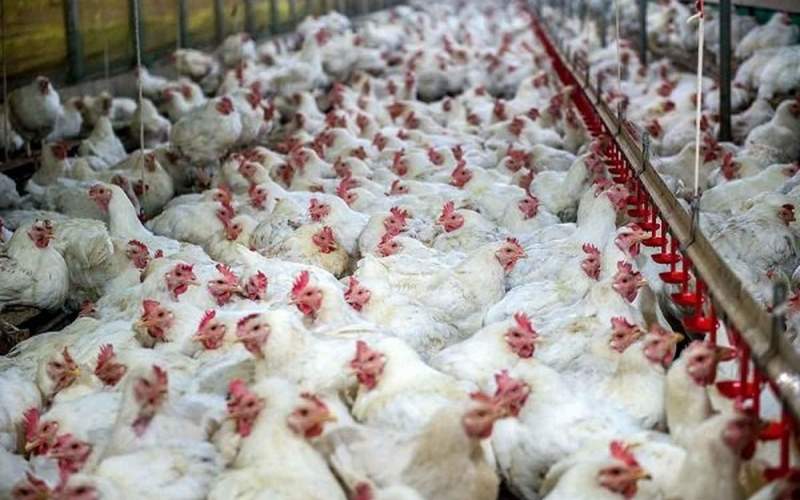 واردات تخم مرغ نطفه‌دار برای تنظیم بازار جوجه