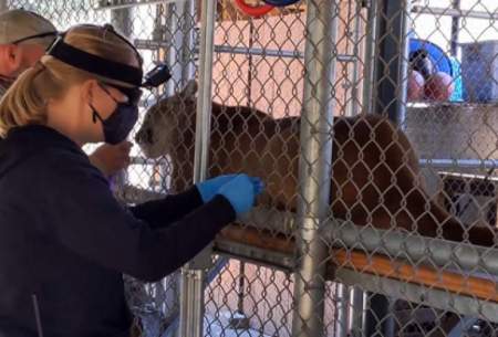 حیوانات باغ‌وحش آتنلانتا واکسن دریافت می‌کنند