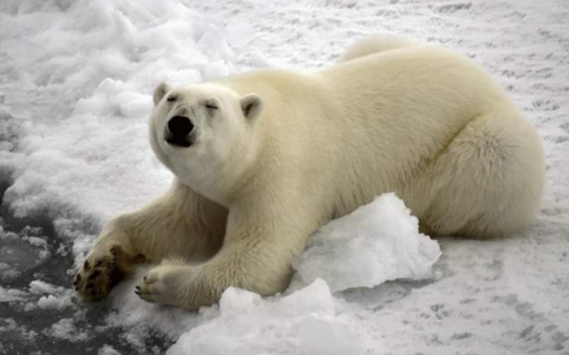 تاثیر نابودی قطب شمال در جفت‌گیری خرس‌ها