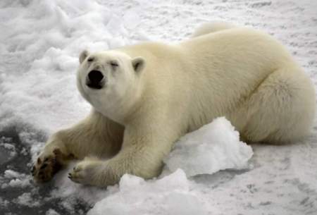 تاثیر نابودی قطب شمال در جفت‌گیری خرس‌ها