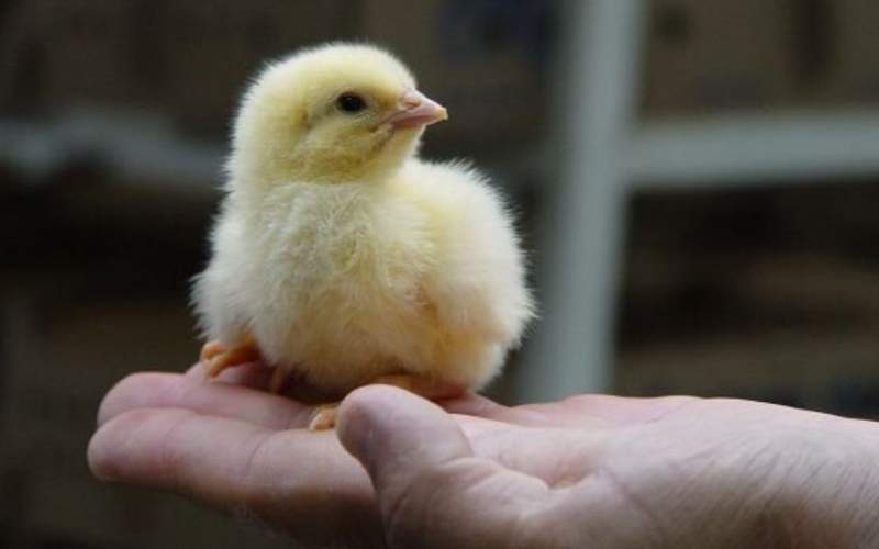 تولید گوشت مرغ به ۲۱۰ هزار تن می رسد