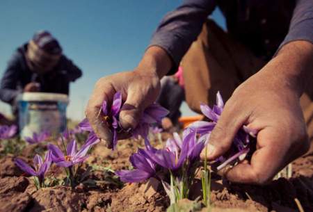 کاهش تولید زعفران به دلیل خشکسالی!