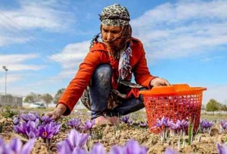 افزایش ۲۱.۵ درصدی صادرات زعفران