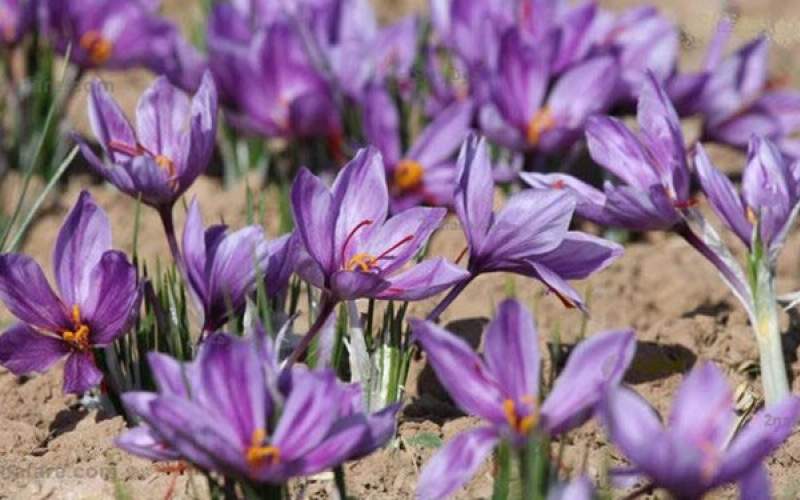 ایران بالاترین سرانه مصرف زعفران در دنیا را دارد