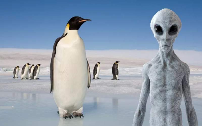 آیا پنگوئن‌ها همان آدم فضایی‌‌ها هستند؟