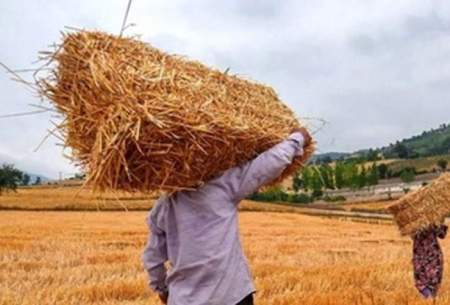 تولید گندم ۳۰ درصد کاهش یافت