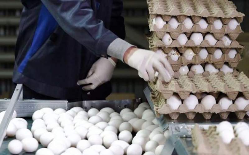قیمت هر شانه تخم مرغ ۴۶ هزار تومان