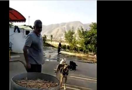دهکده مهربانی مردم تهران برای سگ‌ها