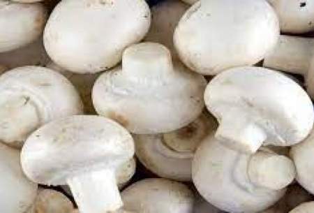 قیمت هر کیلو قارچ در کشور همسایه ۱.۵ دلار