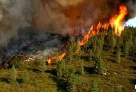 آتش قاچاق چوب جنگل های شمال را می سوزاند