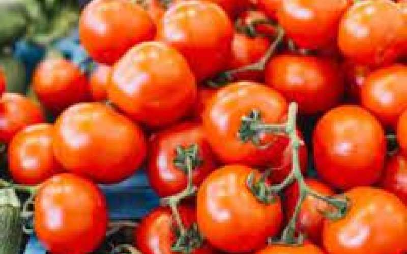 علت اصلی کمبود گوجه فرنگی در بازار چیست؟