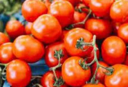 علت اصلی کمبود گوجه فرنگی در بازار چیست؟