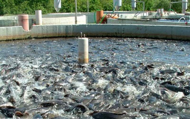تولیدکنندگان ماهی‌ را زودتر روانه بازار می‌کنند