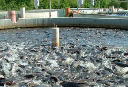 تولیدکنندگان ماهی‌ را زودتر روانه بازار می‌کنند