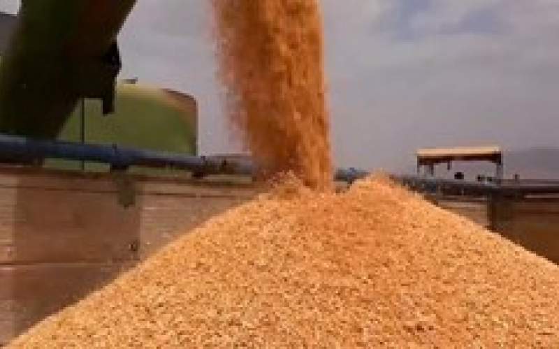 افزایش قیمت گندم در بازارهای جهانی