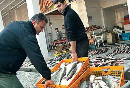 قیمت ماهی قزل‌آلا به ۱۲۰ هزار تومان می رسد؟
