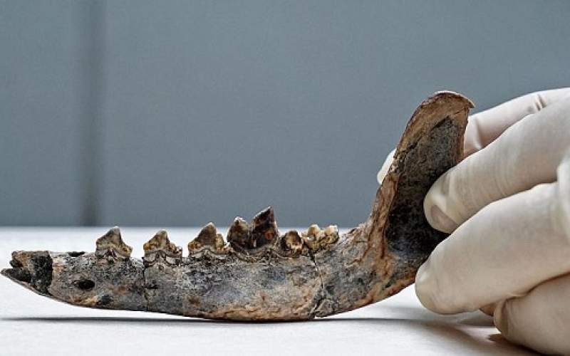 کشف فسیل ۱۲هزار ساله‌ی یک سگ