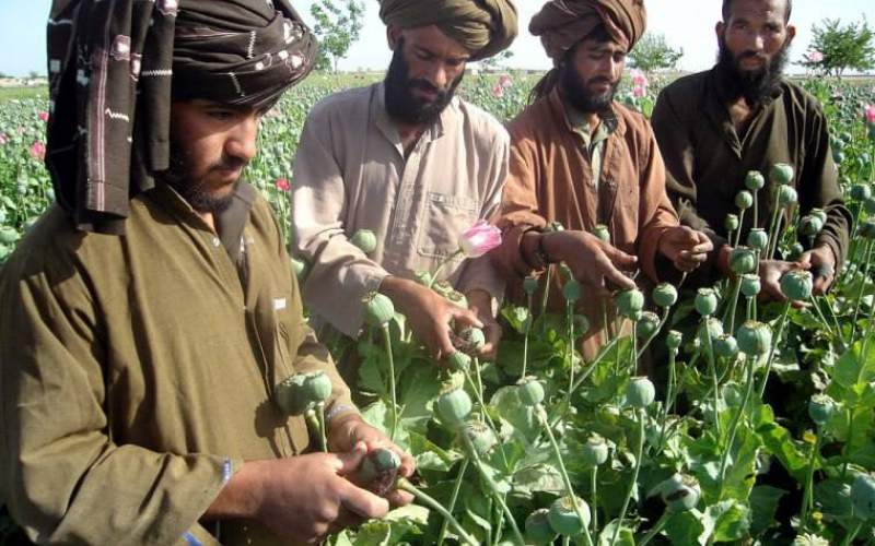 درآمدزایی تروریست‌های طالبان با تولید حشیش​​​​​​​!