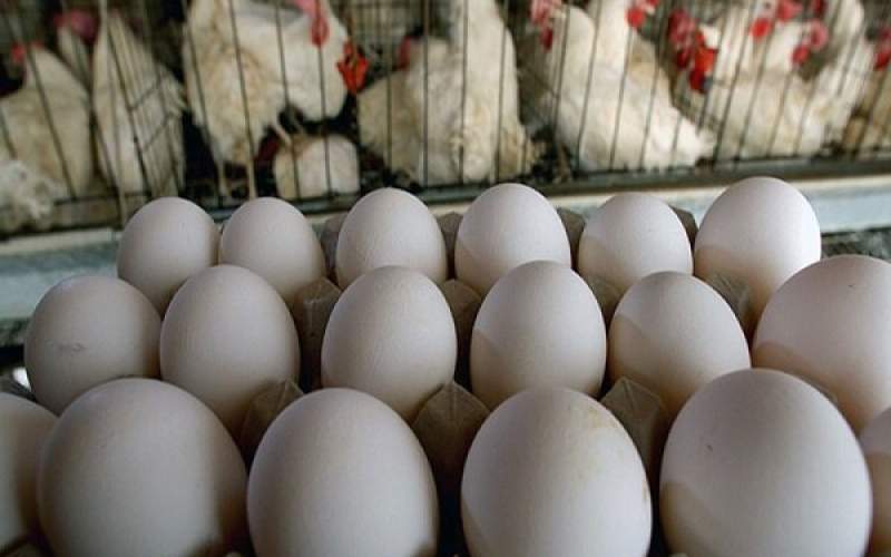 قیمت مصوب تخم‌مرغ بسته‌بندی اعلام می شود