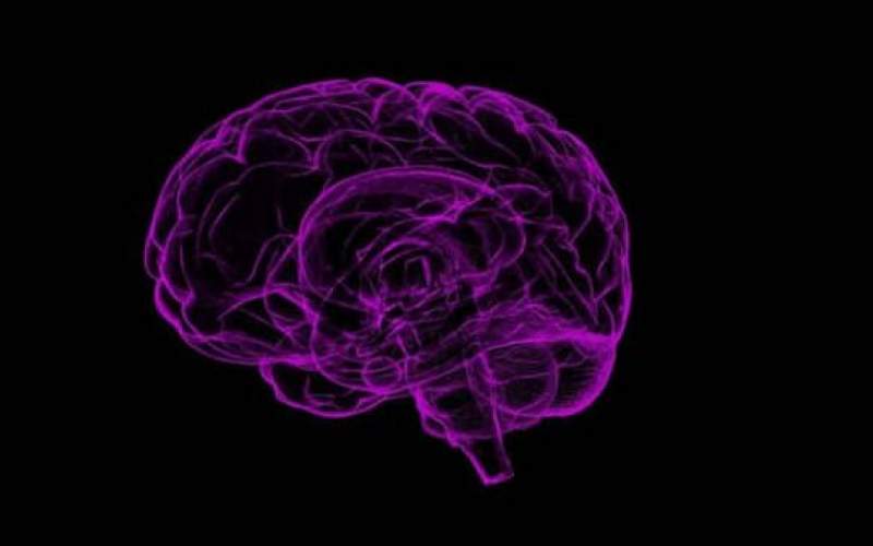 چرا اندازه مغز انسان کاهش یافت؟