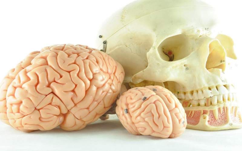 چرا مغز انسان رفته رفته کوچکتر می‌شود؟