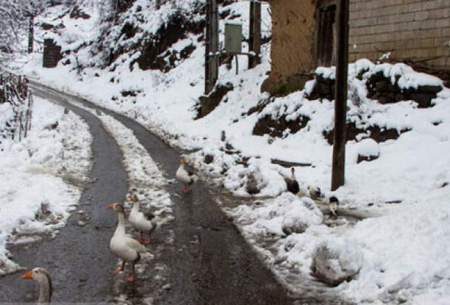 مازندران چقدر برای مقابله با سرما آماده است؟