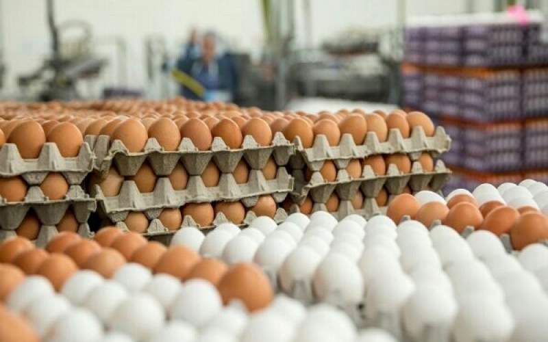 چرا تخم مرغ در مغازه‌ها همچنان گران است؟
