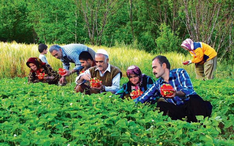 توت‌فرنگی کردستان امکان صادرات ندارد