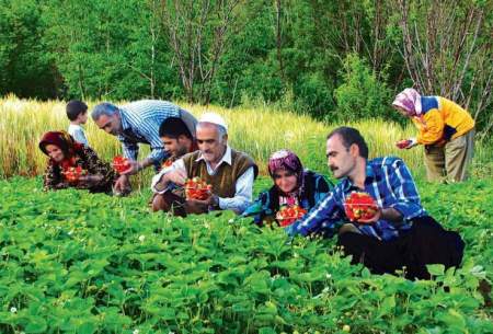 توت‌فرنگی کردستان امکان صادرات ندارد