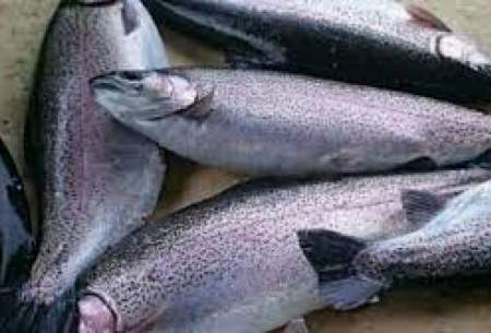 افزایش ۱۰۰ درصدی قیمت ماهی قزال آلا