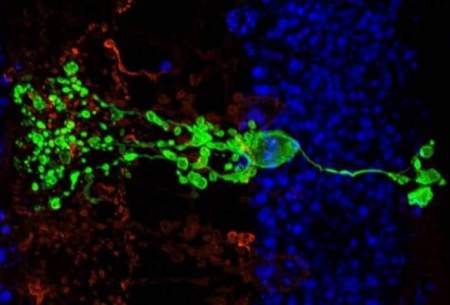 کشف نوع جدیدی از سلول‌عصبی در شبکیه‌چشم