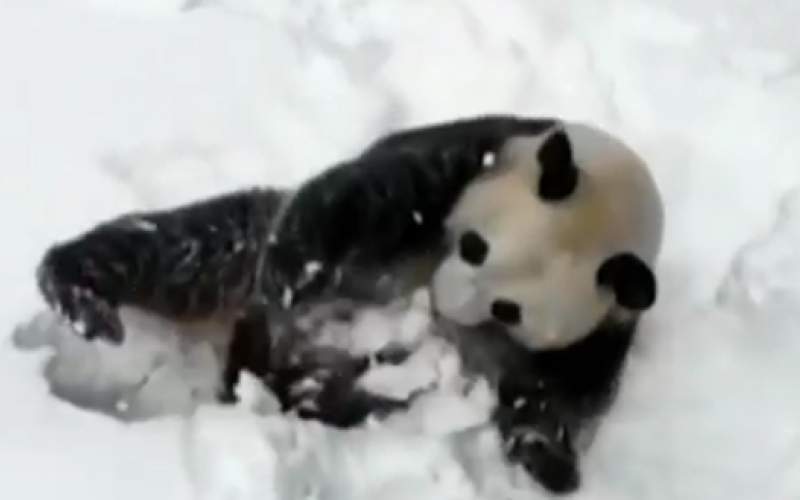 برف‌بازی دیدنی یک پاندا در باغ وحش چین