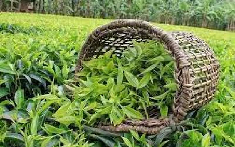 ۴۰درصد باغ‌های چای، ویلا شدند