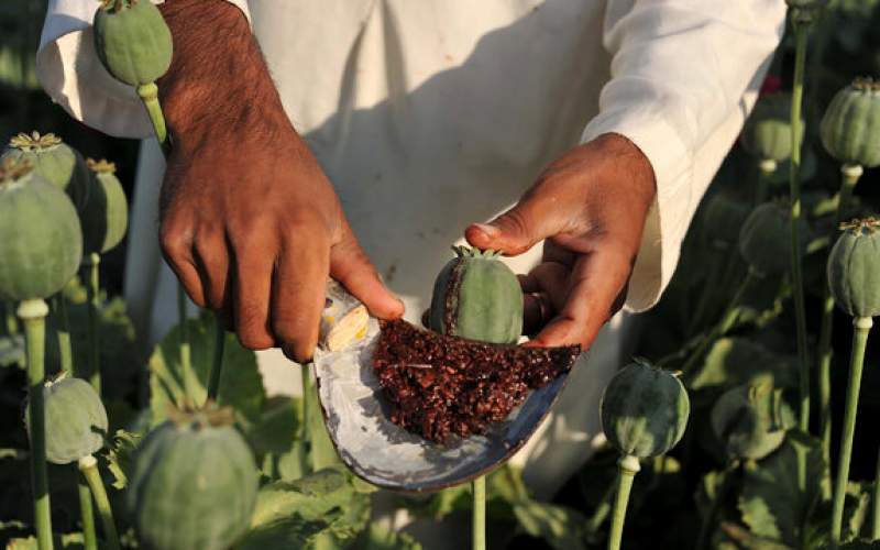 افزایش  انگیزه کاشت تریاک در افغانستان