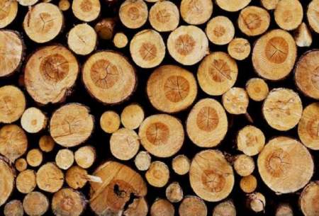 زراعت چوب به ۴۰ هزار هکتار می‌رسد