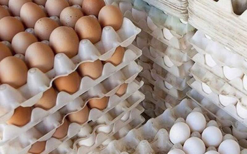 توزیع تخم مرغ وارداتی آغاز شد