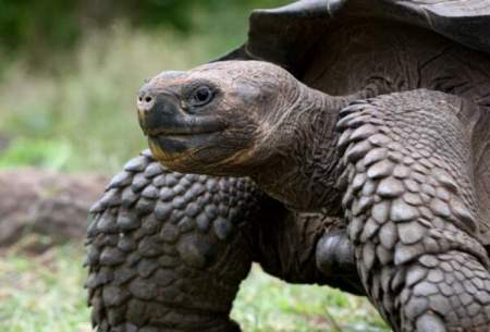کشف راز عمر طولانی لاک‌پشت "گالاپاگوس"