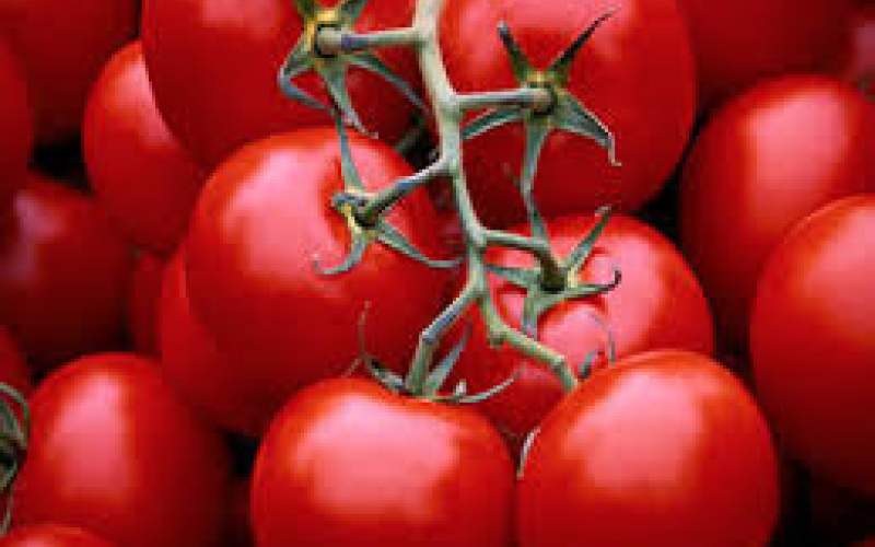 نوسان ۲۳۰ درصدی قیمت گوجه فرنگی