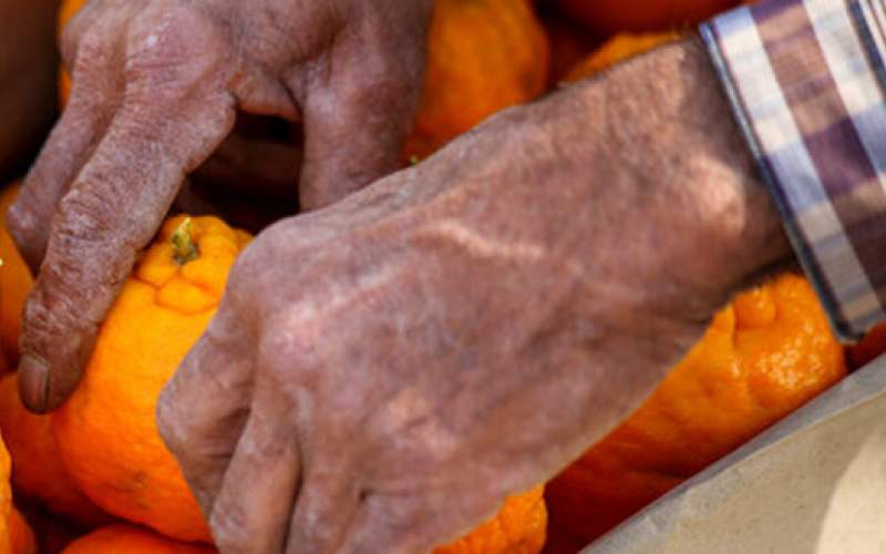 افزایش تولید نارنگی؛هزینه جمع آوری سیب بالاست