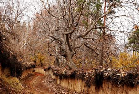 طبیعت زیبای پاییزی شیراز  <img src="https://cdn.baharnews.ir/images/picture_icon.gif" width="16" height="13" border="0" align="top">