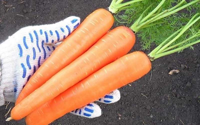 کاهش قیمت هویج در بازار
