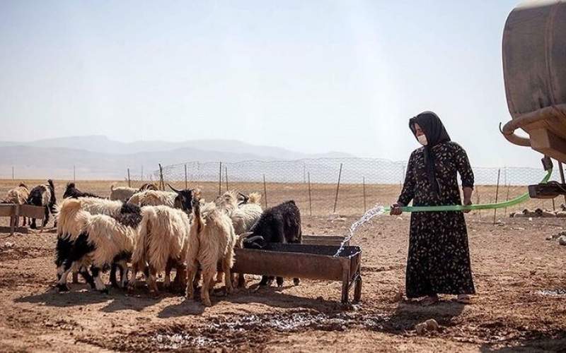 اعلام تعرفه خرید دام عشایری در مازندران