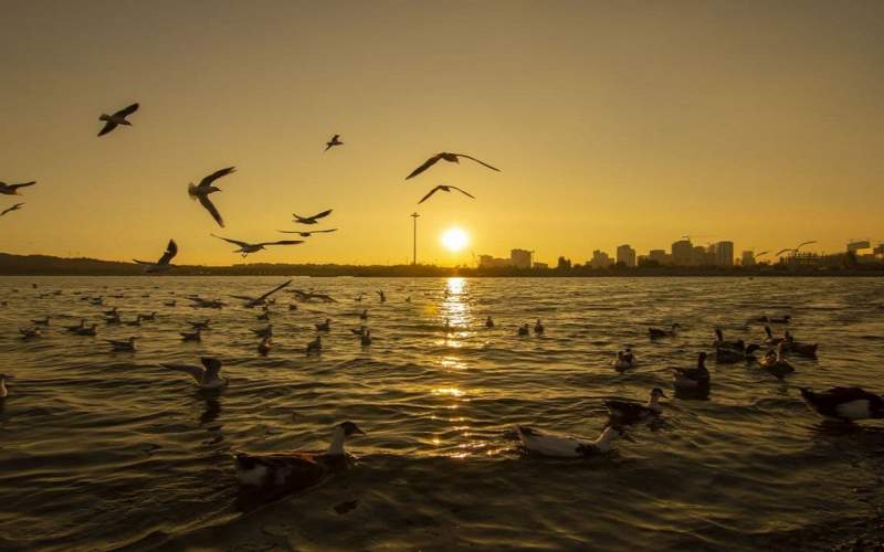 شناسایی ۱۱۴ گونه پرنده مهاجر در دریاچه خلیج فارس