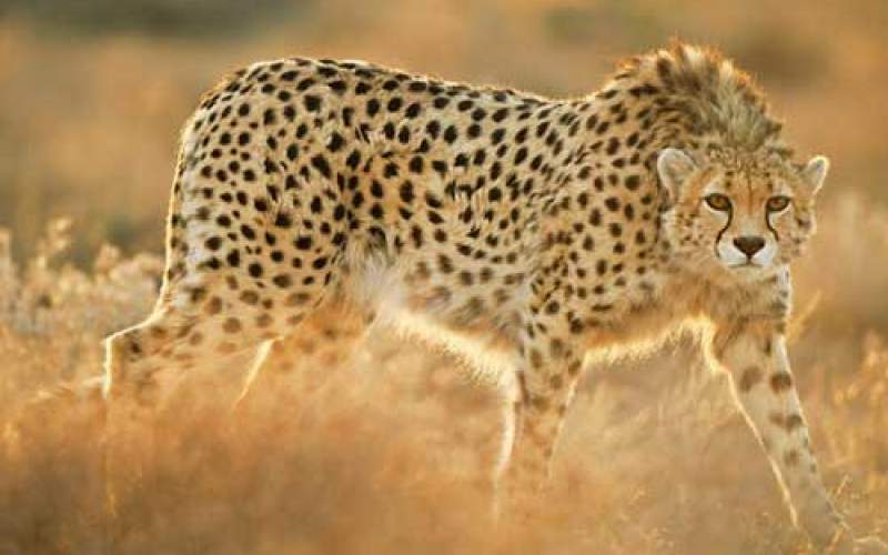 یوزپلنگ ایرانی صد درصد در حال انقراض است