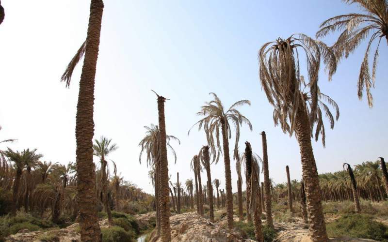 ۴۰ درصد از نخل‌های خوزستان از بین رفتند