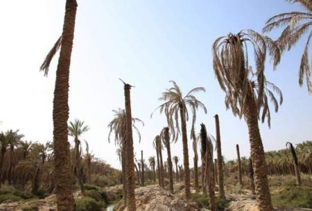 ۴۰ درصد از نخل‌های خوزستان از بین رفتند