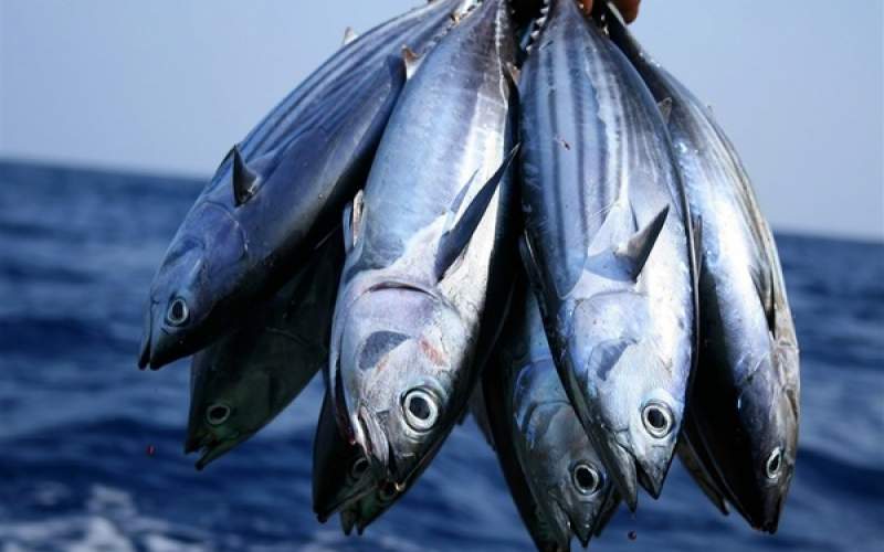 افزایش ۸۰ درصدی قیمت ماهی